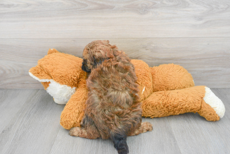 Petite Shih Poo Poodle Mix Pup