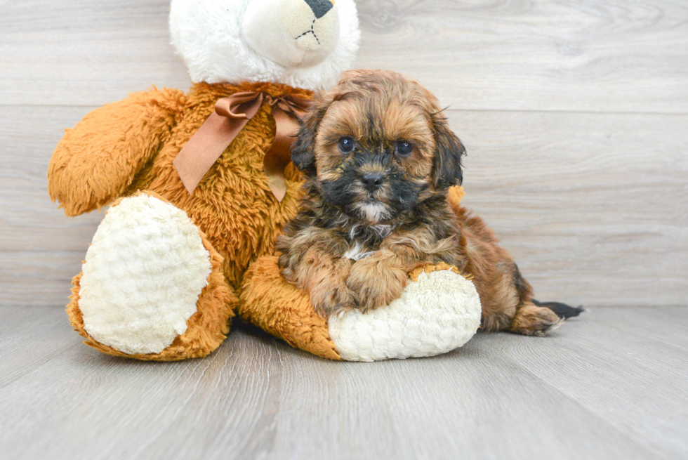 Hypoallergenic Shihpoo Poodle Mix Puppy