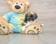 6 week old Shih Poo Puppy For Sale - Premier Pups
