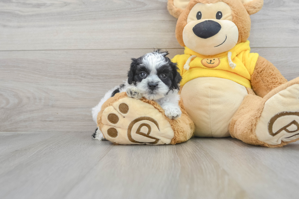 Shih Poo Puppy for Adoption