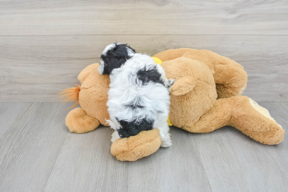 Shih Poo Pup Being Cute