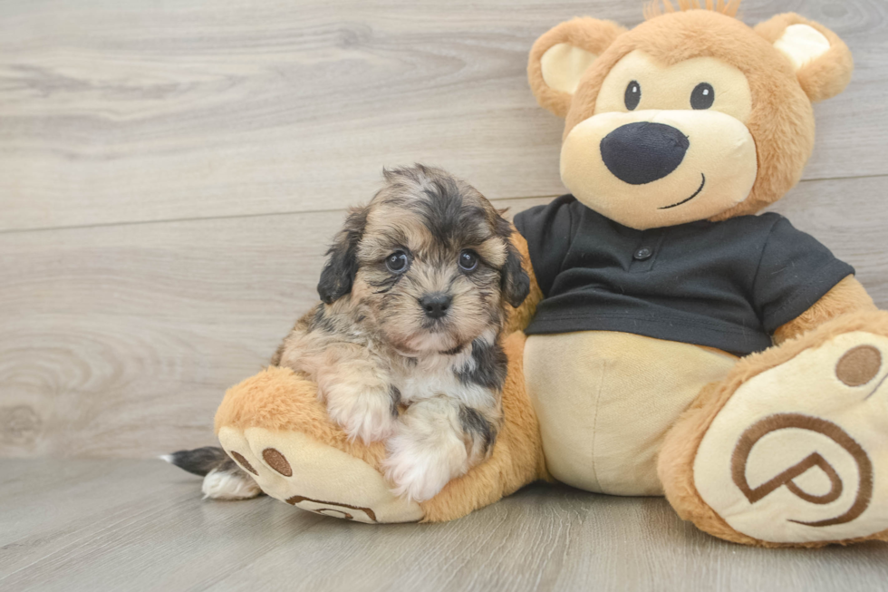 Shih Poo Pup Being Cute