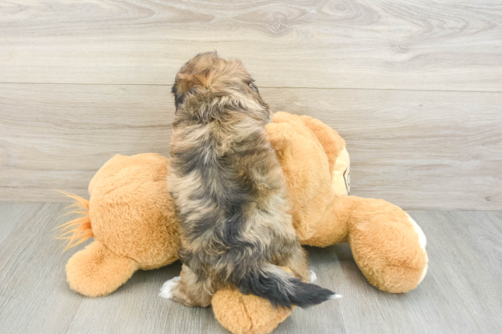 Fluffy Shih Poo Poodle Mix Pup