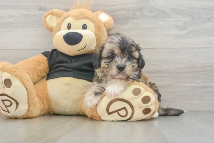 Little Shih Poo Poodle Mix Puppy