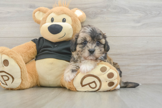 Little Shih Poo Poodle Mix Puppy
