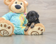 6 week old Shih Poo Puppy For Sale - Premier Pups