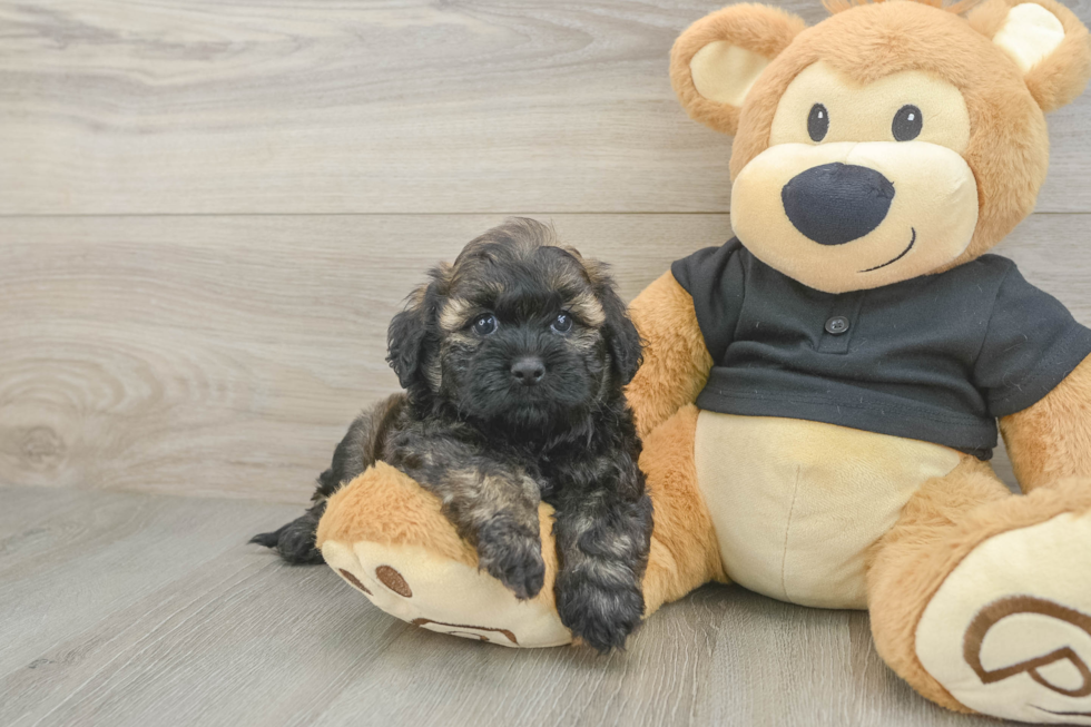 Hypoallergenic Shihpoo Poodle Mix Puppy