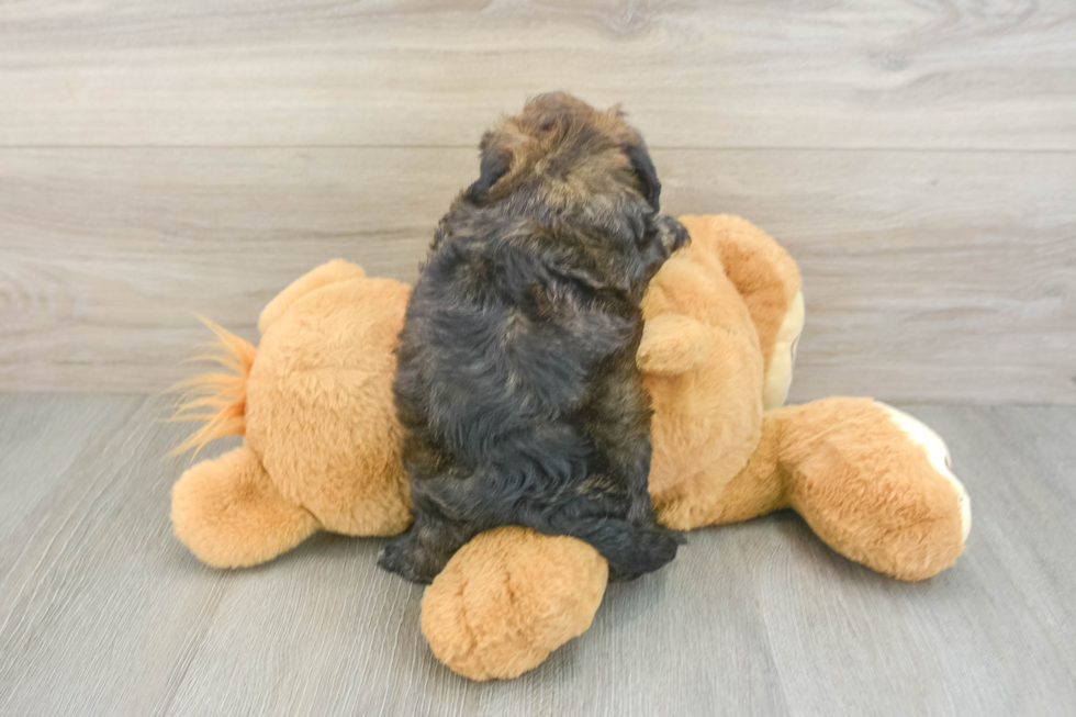 Little Shihpoo Poodle Mix Puppy
