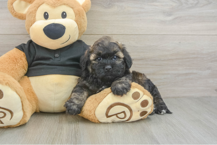 Fluffy Shih Poo Poodle Mix Pup