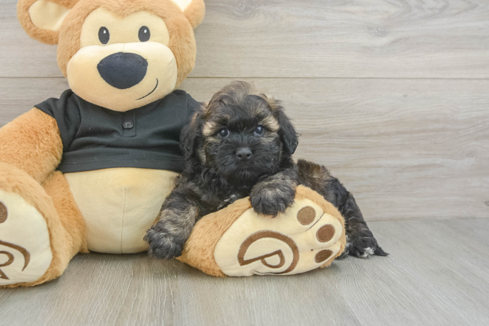 Fluffy Shih Poo Poodle Mix Pup