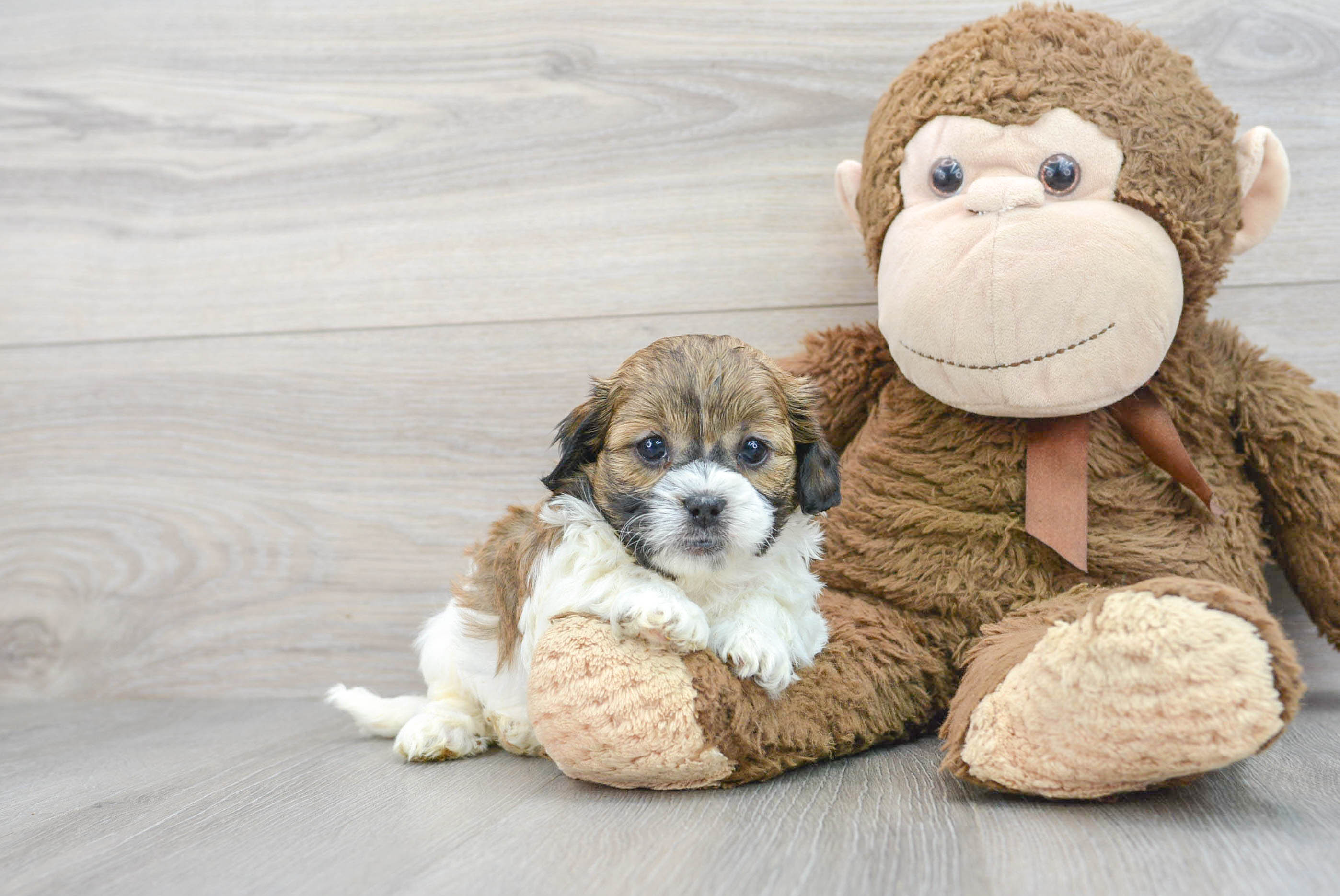 Shih Poo Puppy for Adoption