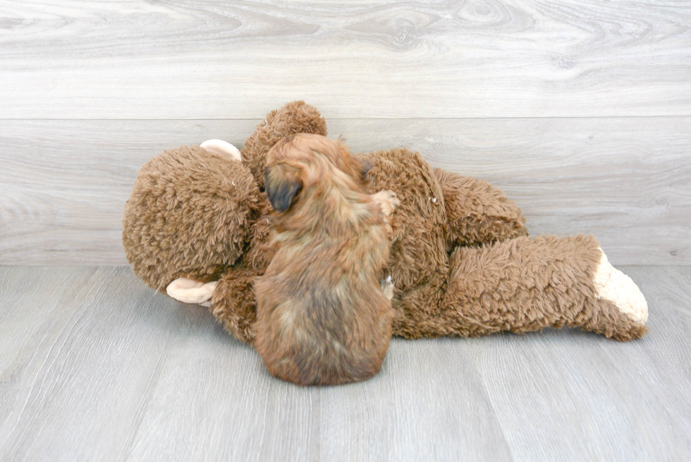 Hypoallergenic Shihpoo Poodle Mix Puppy