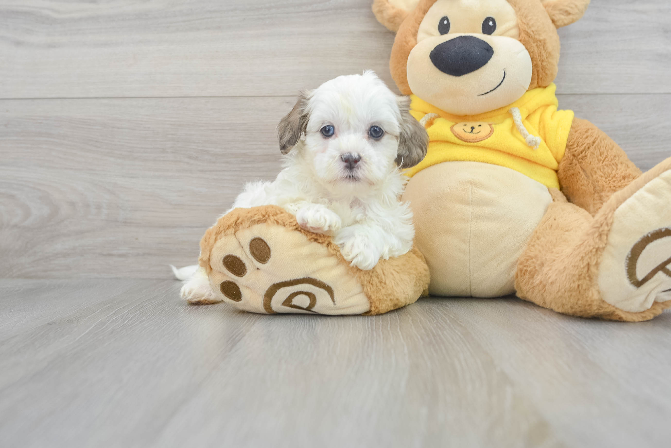Shih Poo Pup Being Cute