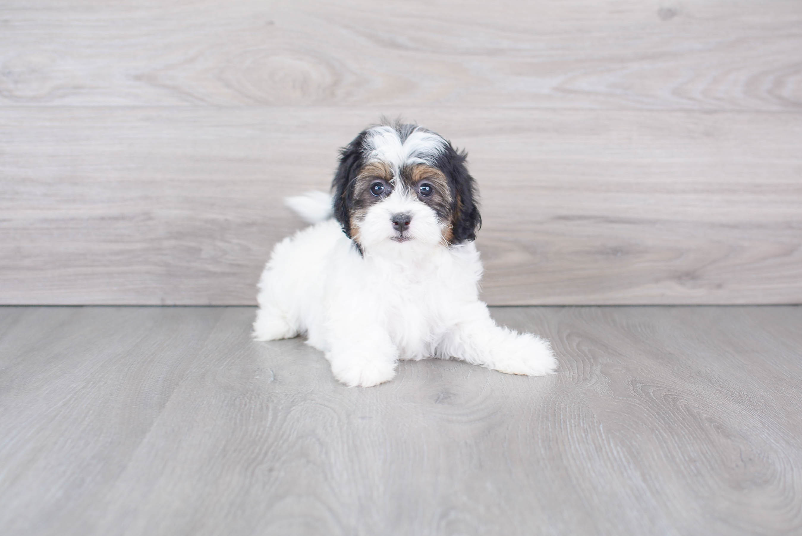 Adorable Shihpoo Poodle Mix Puppy
