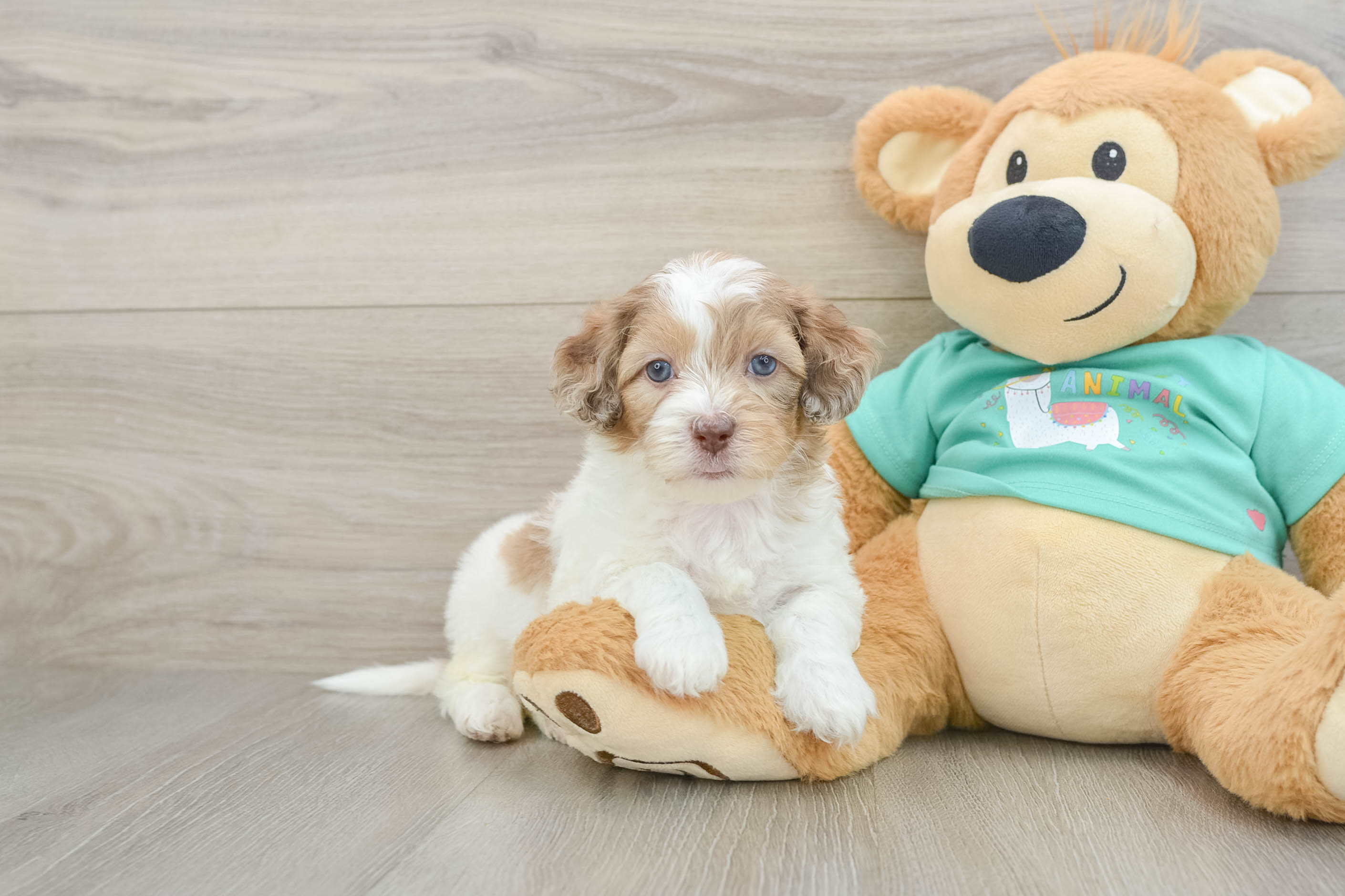 Best Shih Poo Baby