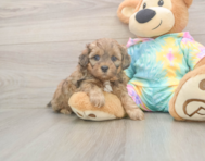 8 week old Shih Poo Puppy For Sale - Premier Pups