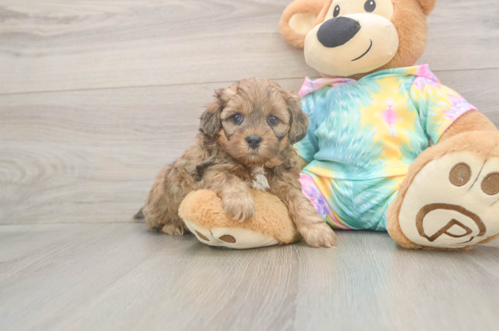 8 week old Shih Poo Puppy For Sale - Premier Pups
