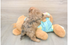 Shih Poo Puppy for Adoption