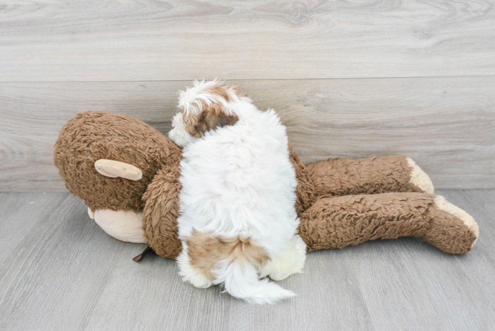 Popular Shih Poo Poodle Mix Pup