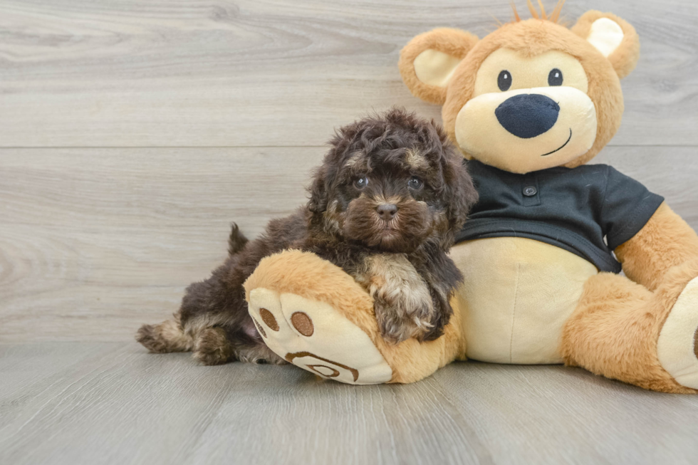 Funny Shih Poo Poodle Mix Pup