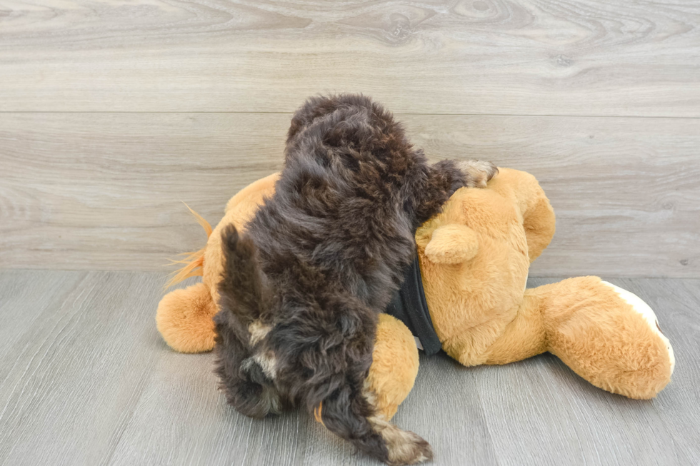 Smart Shih Poo Poodle Mix Pup