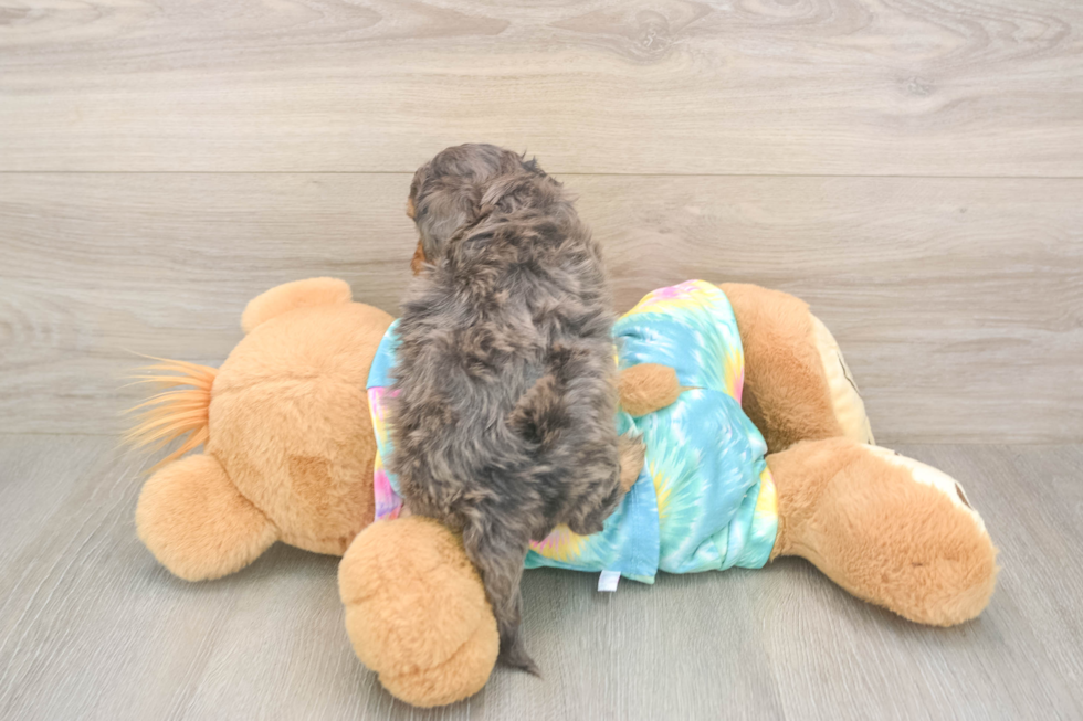 Shih Poo Pup Being Cute