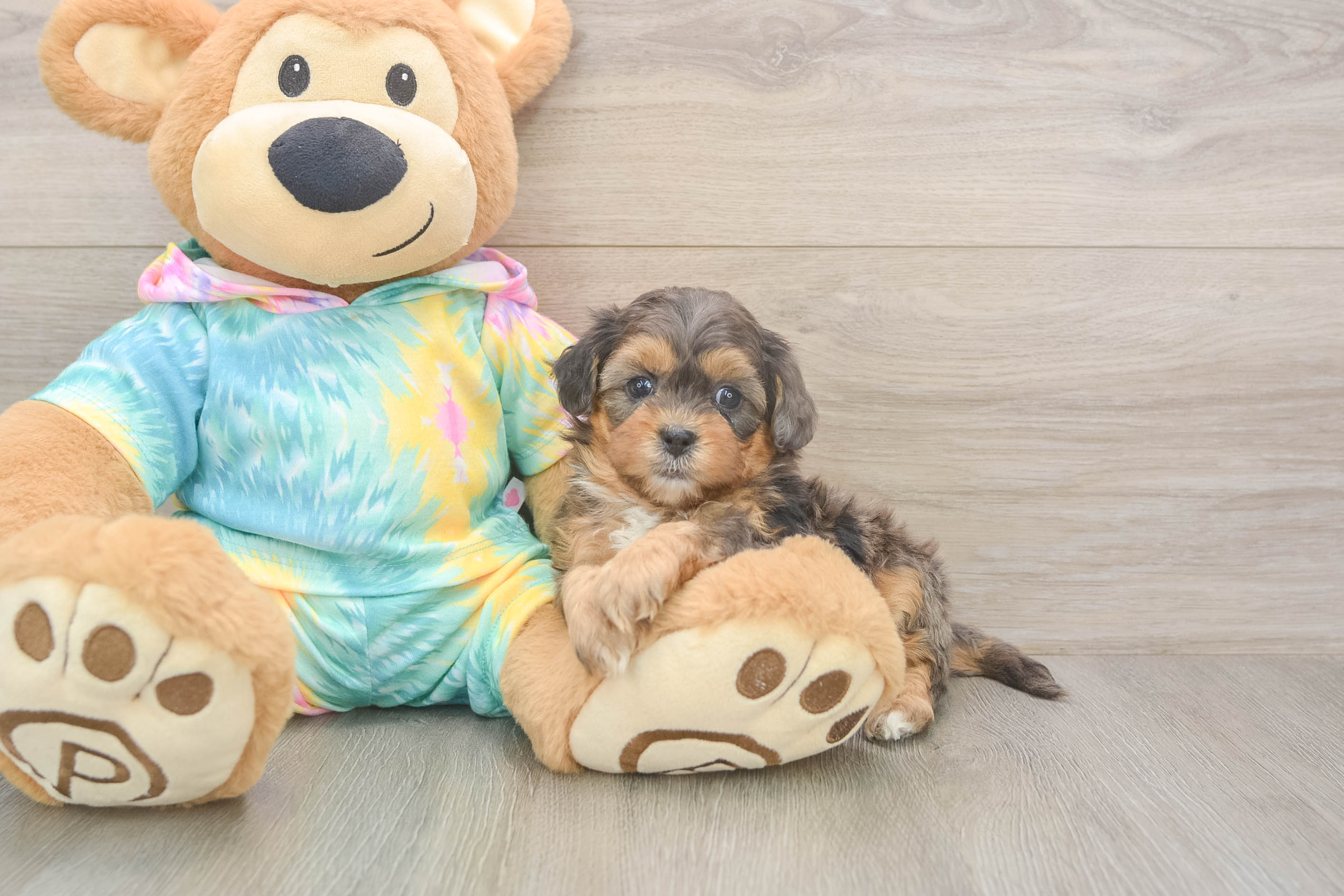 Best Shih Poo Baby