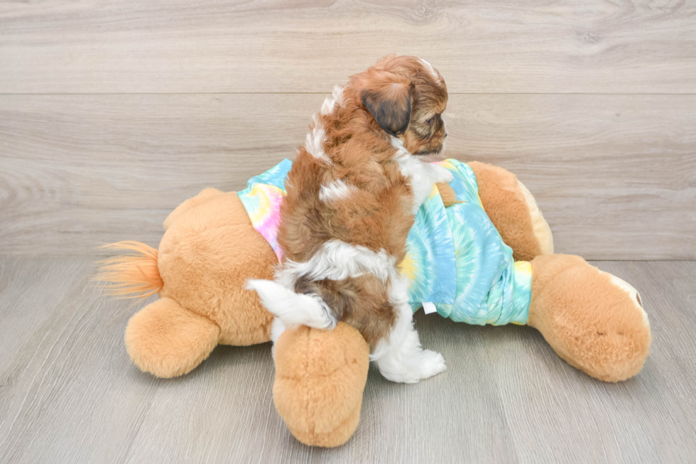 Fluffy Shih Poo Poodle Mix Pup