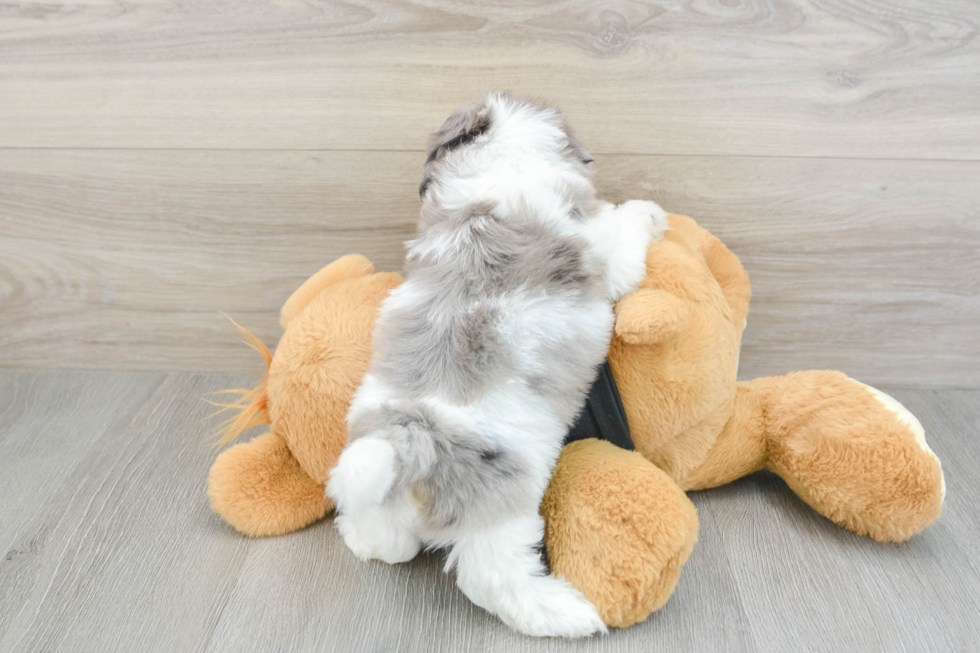 Hypoallergenic Shihpoo Poodle Mix Puppy