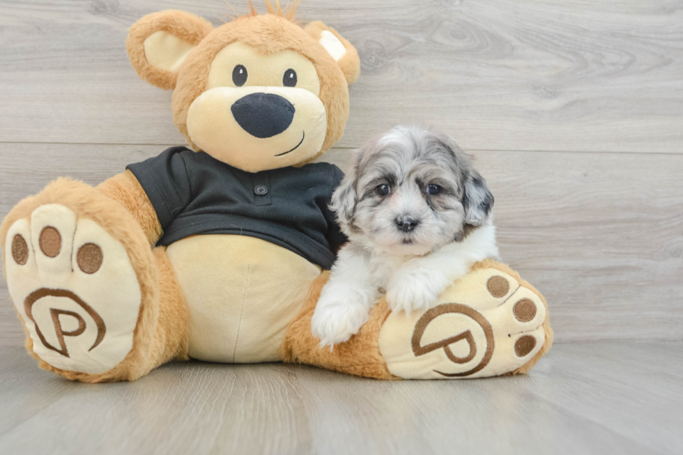 Shih Poo Pup Being Cute