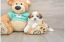 Shih Poo Pup Being Cute