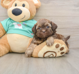 7 week old Shih Poo Puppy For Sale - Premier Pups