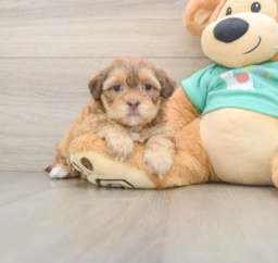 7 week old Shih Poo Puppy For Sale - Premier Pups