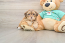 Best Shih Poo Baby