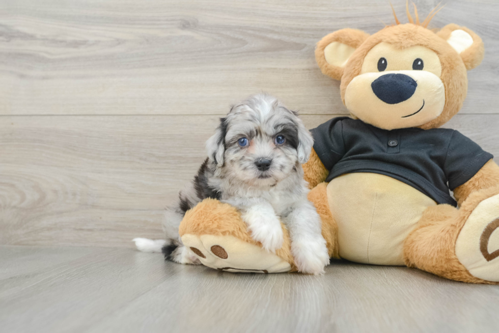 Shih Poo Puppy for Adoption