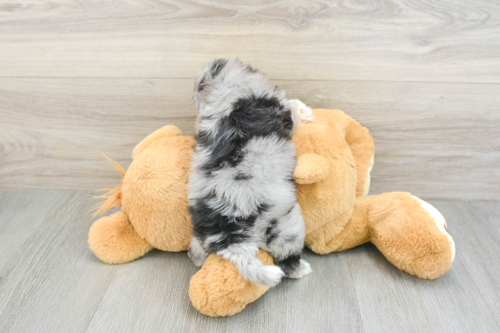 Hypoallergenic Shih Poo Poodle Mix Puppy