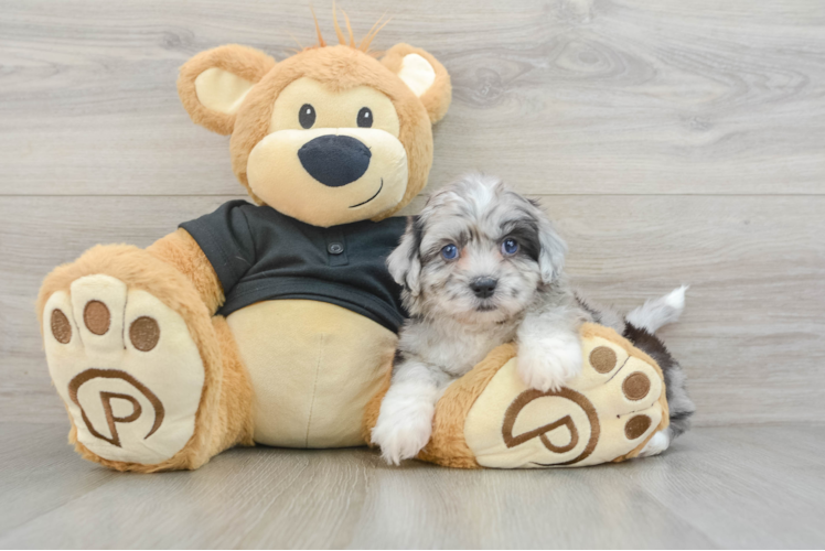 Hypoallergenic Shihpoo Poodle Mix Puppy