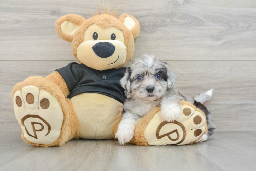 Hypoallergenic Shihpoo Poodle Mix Puppy