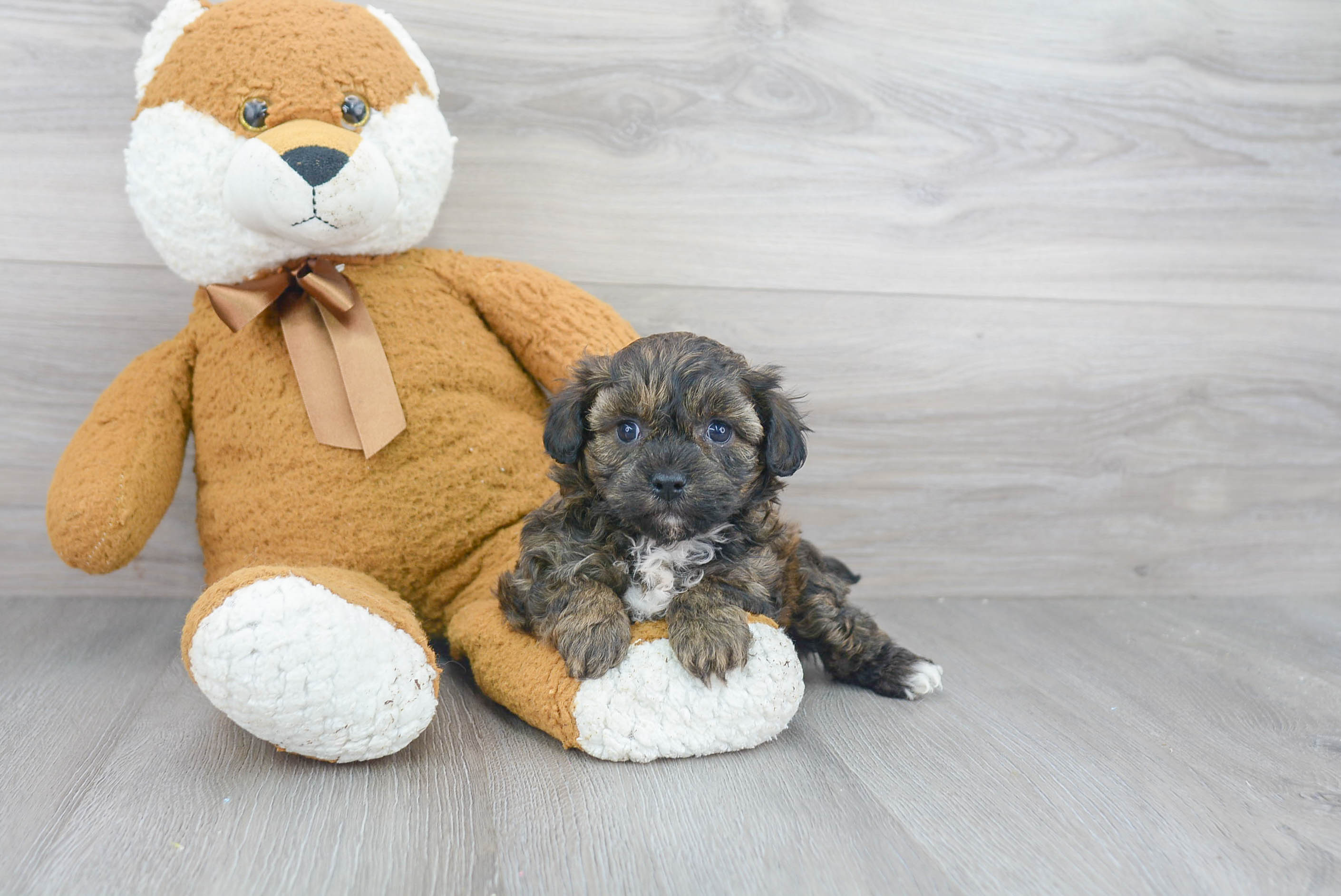 Best Shih Poo Baby