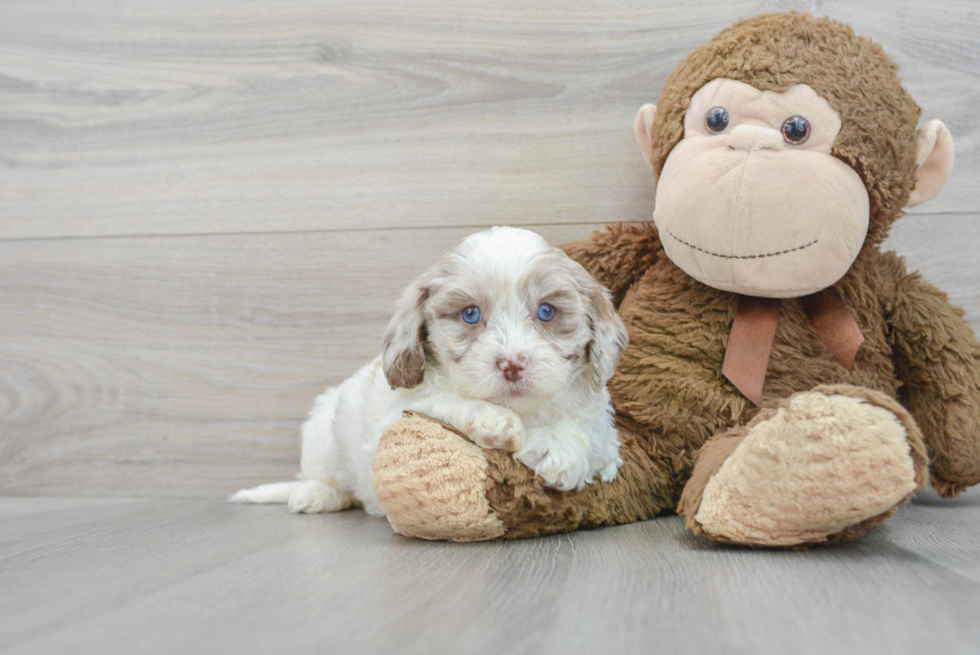 Shih Poo Puppy for Adoption