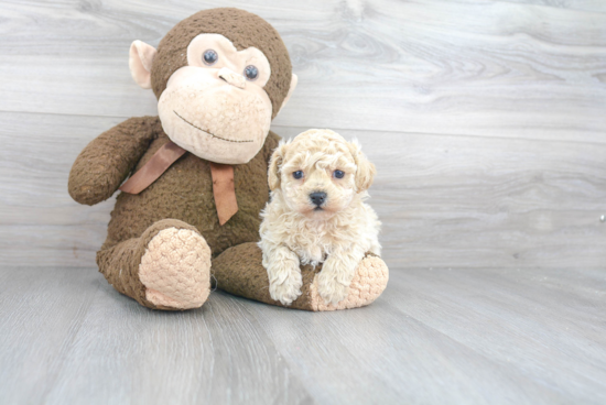 Energetic Shih Poo Poodle Mix Puppy