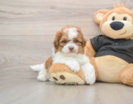 6 week old Shih Poo Puppy For Sale - Premier Pups