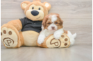 Best Shih Poo Baby