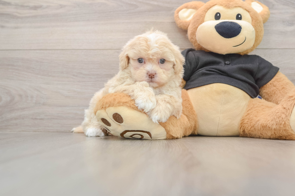 Happy Shih Poo Baby