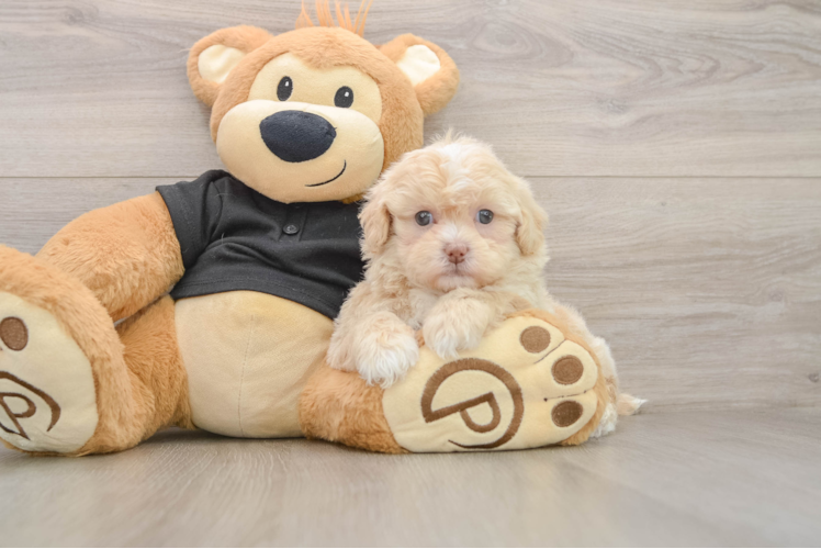 Happy Shih Poo Baby