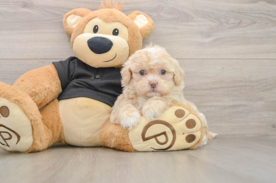 Happy Shih Poo Baby