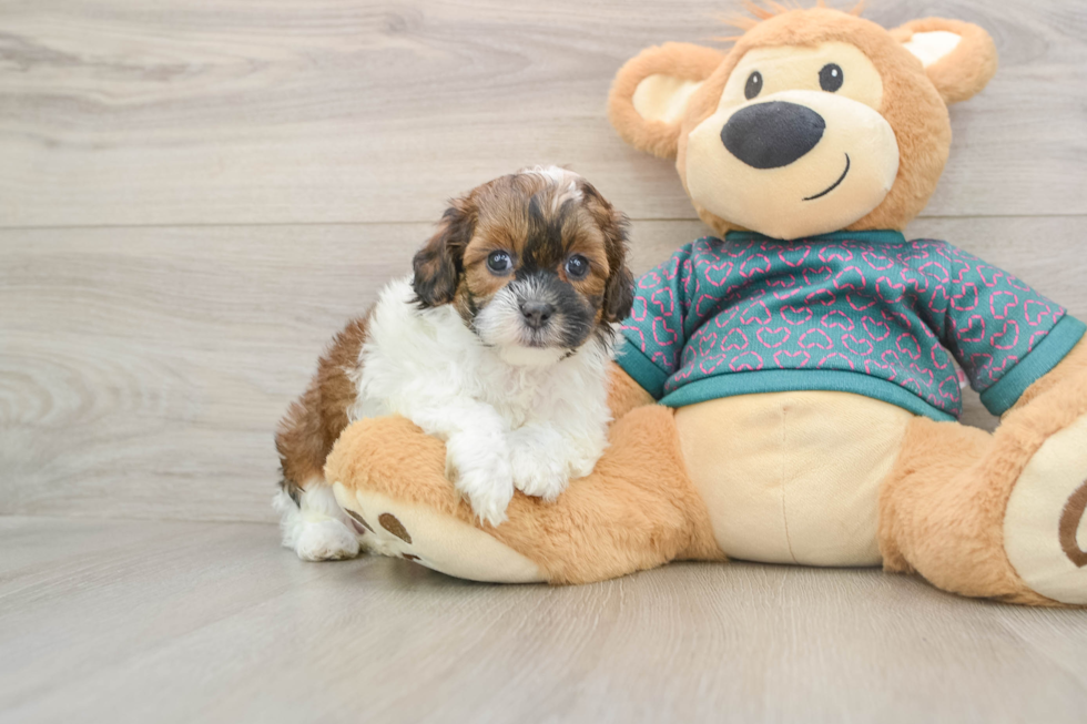 Best Shih Poo Baby