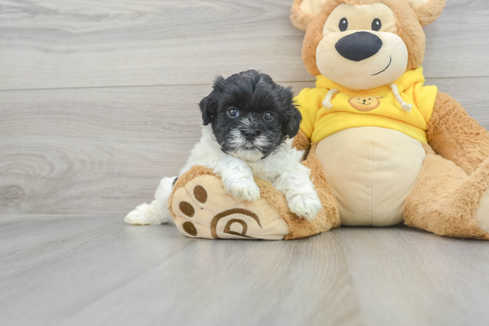 Shih Poo Puppy for Adoption