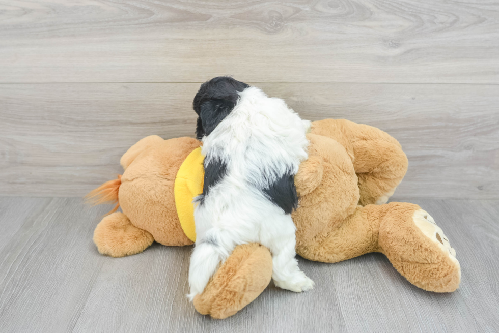 Shih Poo Puppy for Adoption