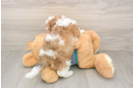 Shih Poo Puppy for Adoption